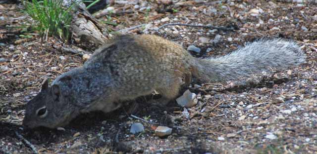 squirrel
